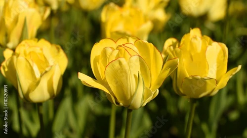 Yellow tulips against the sky