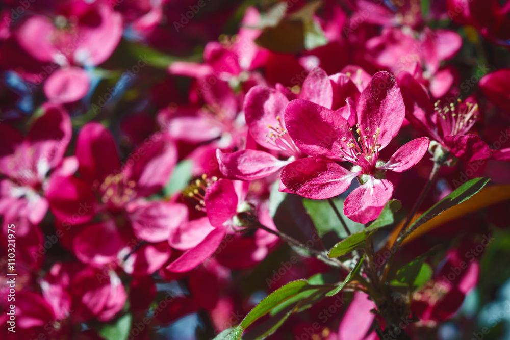 Cherry bloosom pink tree. Cherry bloosom pink tree.