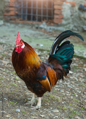 free-range rooster in the farm...