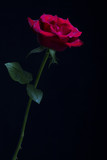 Silhouette of red rose low key rim lighting