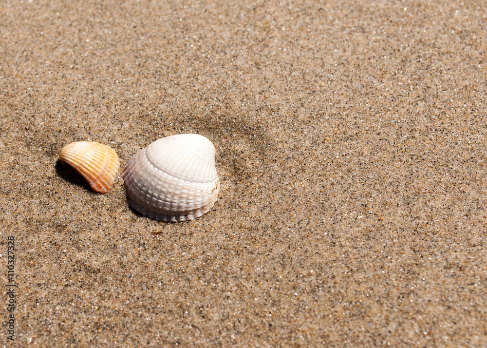 background image of 2 small shells in sand on the beach
background image of 2 small shells in sand on the beach