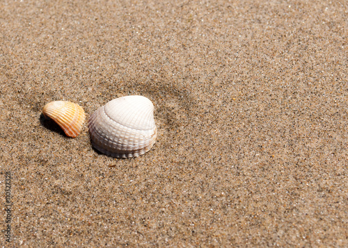 background image of 2 small shells in sand on the beach 