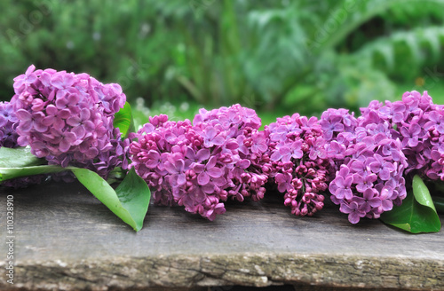 fleurs de lilas alignées sur une planche dans jardin