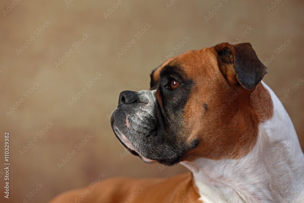 Amerikanischer Boxer