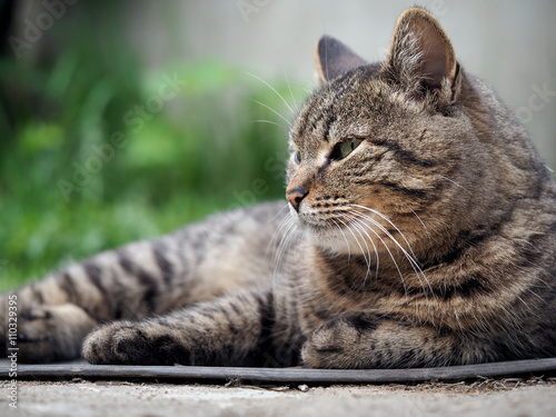 Fototapeta Naklejka Na Ścianę i Meble -  Big, happy cat lying on the ground, among the green grass. Luxury cat, striped, smooth-haired. Beautiful cat resting 
