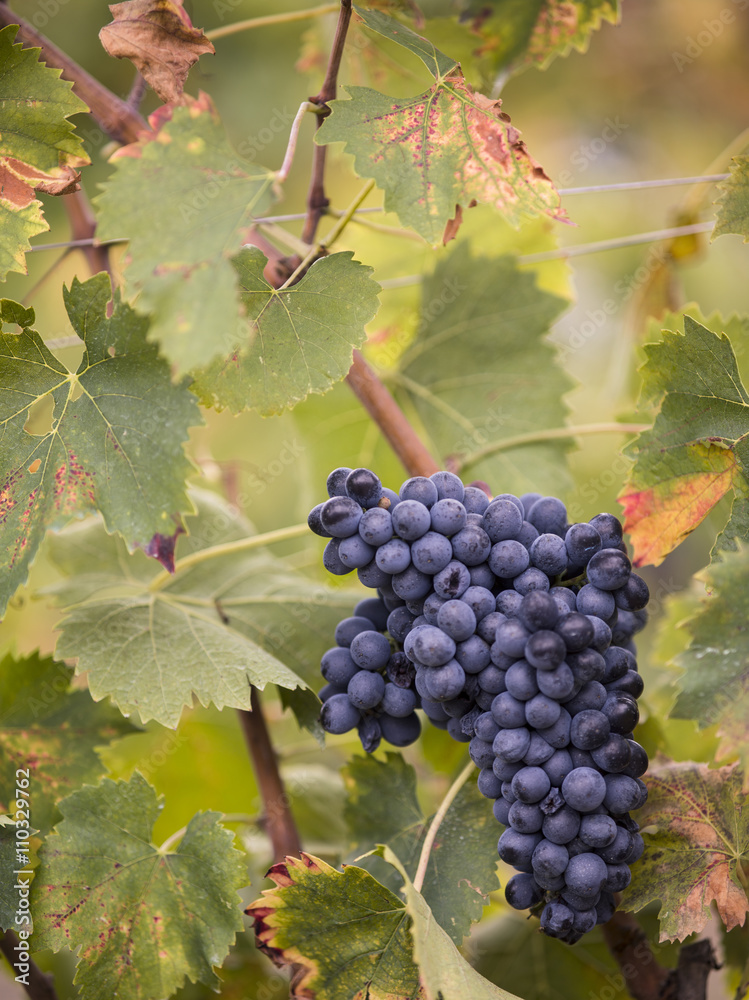tuscan bunch of grapes and leaves. tuscan bunch of grapes and leaves.