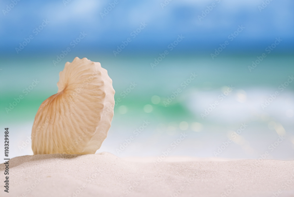 nautilus paper shell on white sandy beach nautilus paper shell on white sandy beach