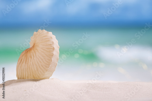 nautilus paper shell on white sandy beach © Elena Moiseeva