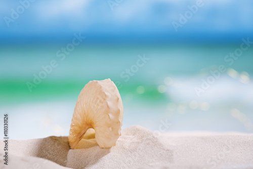 nautilus paper shell on white sandy beach