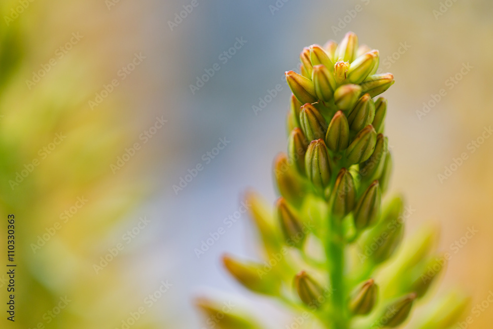 close up of eremurus foxtail lily or flower close up of eremurus foxtail lily or flower