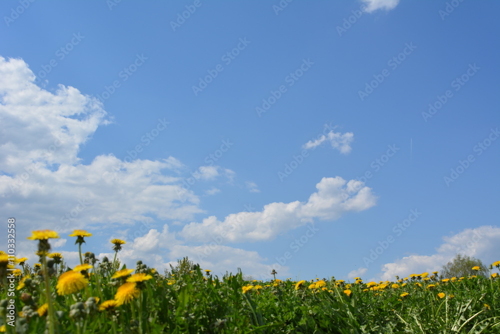 Цветы одуванчиков и голубое небо с облаками