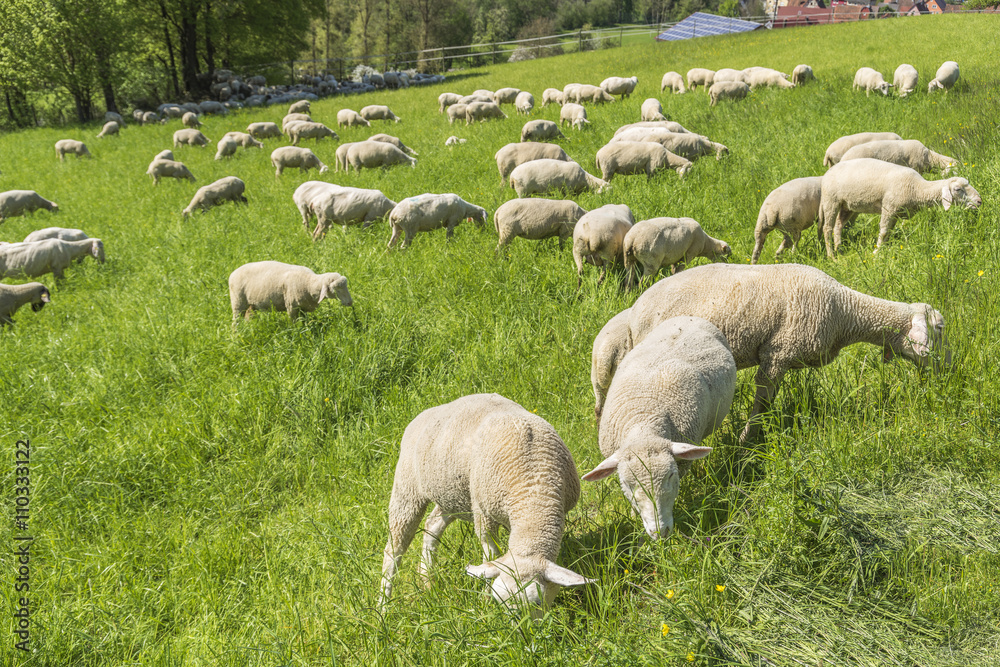 sheep at spring time