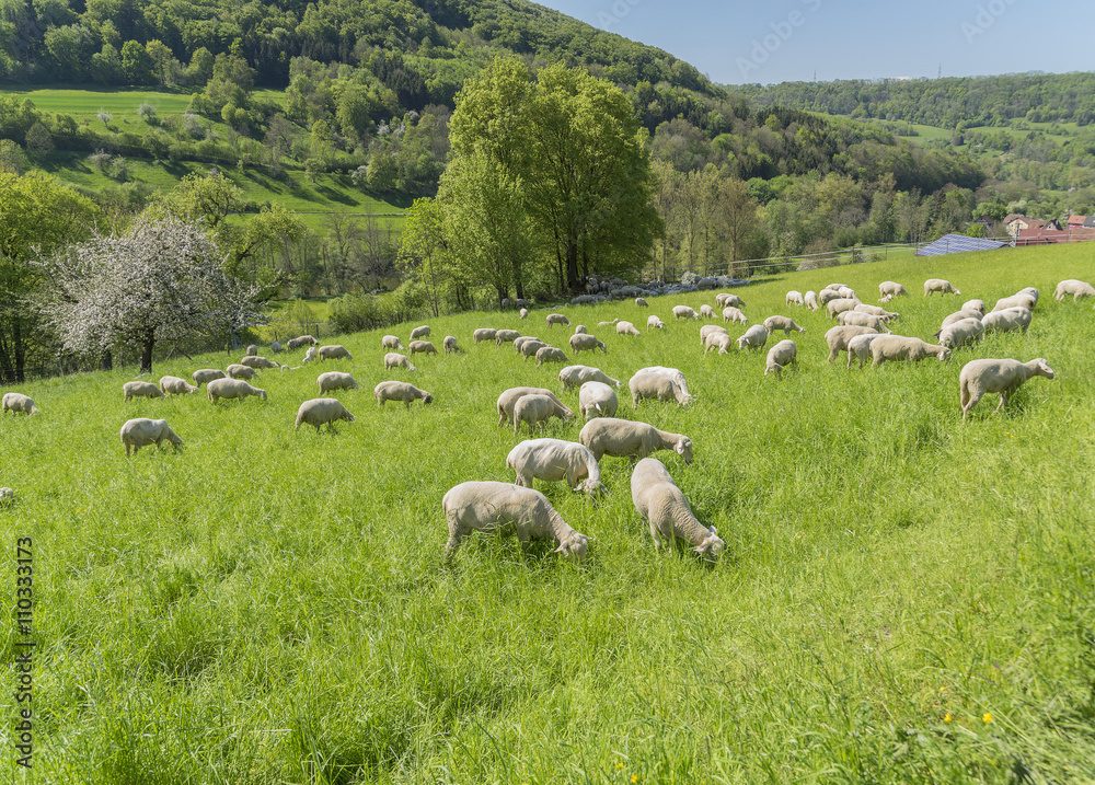sheep at spring time