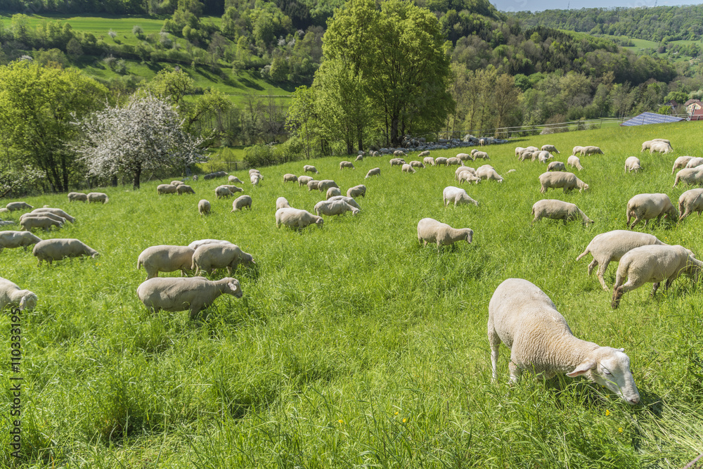 Obraz premium sheep at spring time