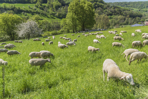 sheep at spring time