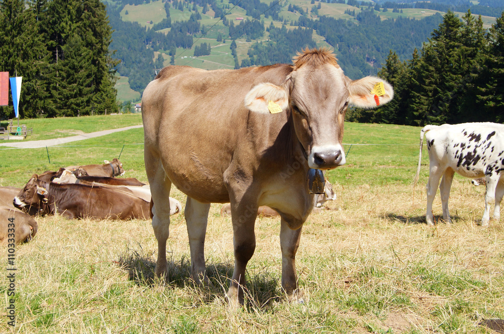 Kuh in den Alpen Kuh in den Alpen