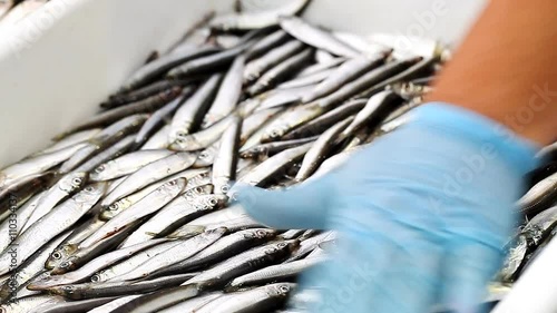 Many fresh anchovy  in the supermarket  /  Many fresh sardines in the container in the supermarket