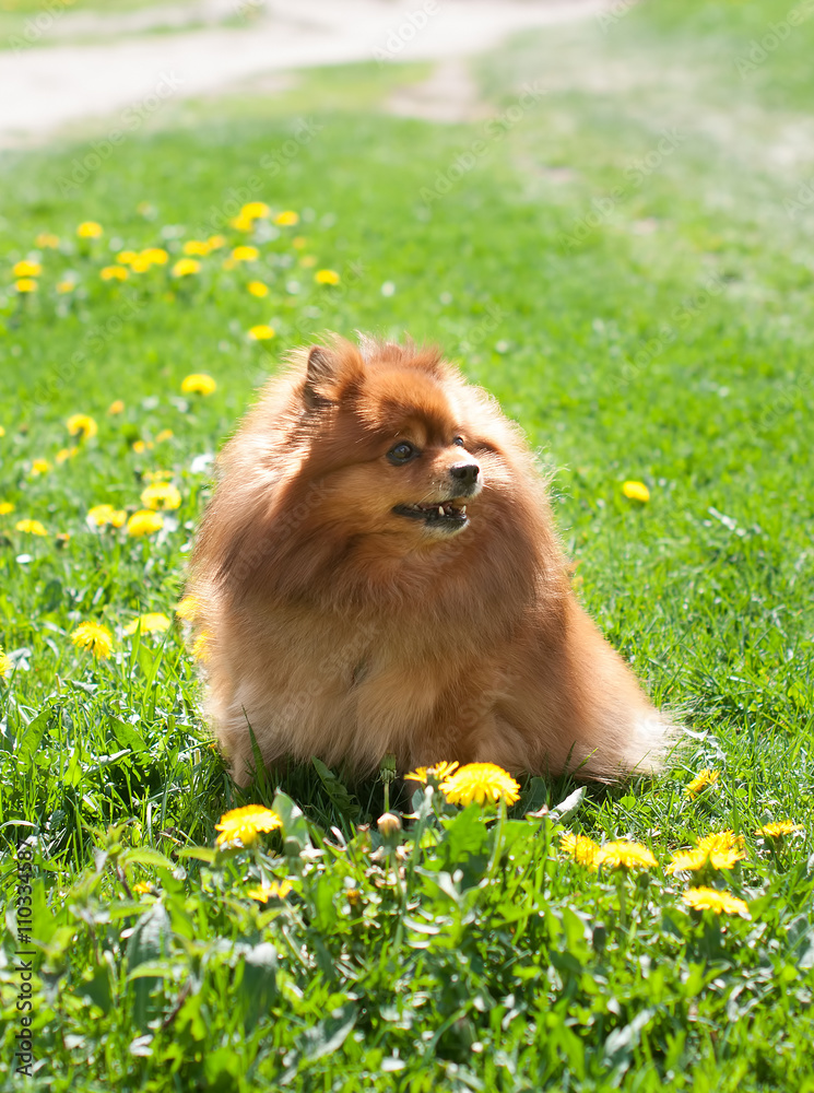 nice red Pomeranian spitz dog on the green grass - obrazy, fototapety, plakaty 