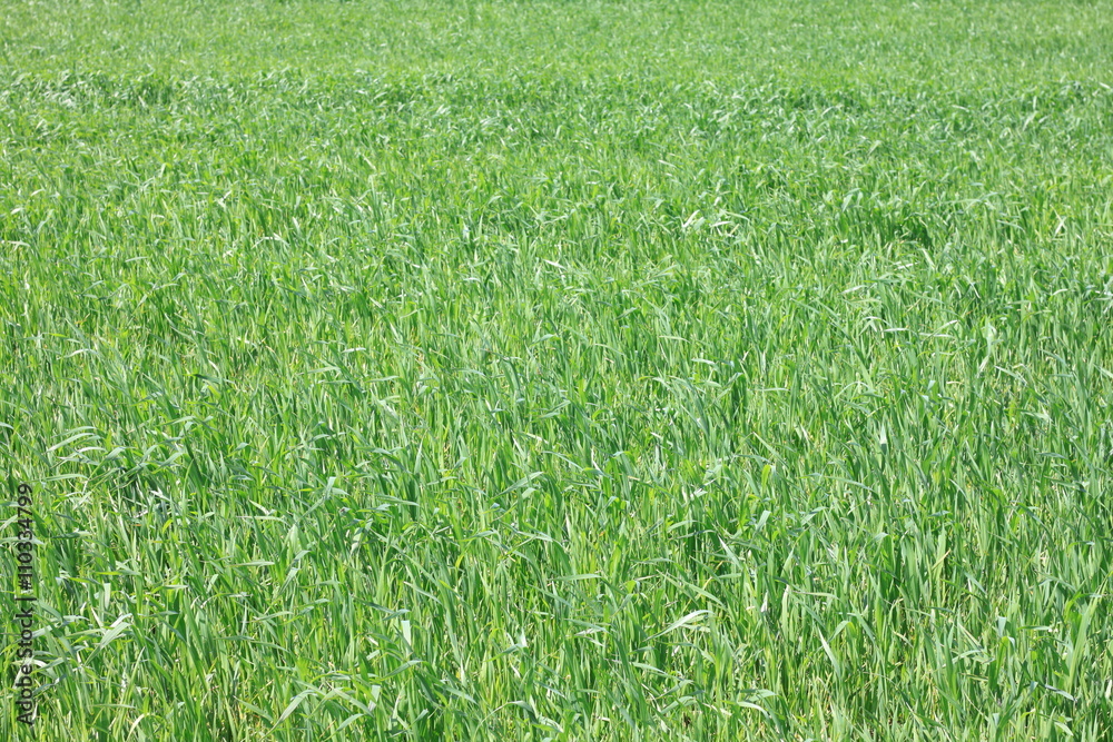 fresh thick grass, background of green grass, summer background fresh thick grass, background of green grass, summer background