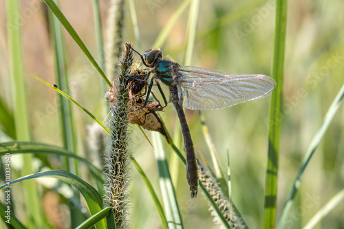 eine frisch geschlüpfte Libelle sitzt mit ihrer Exuvie im Riedgraß photo