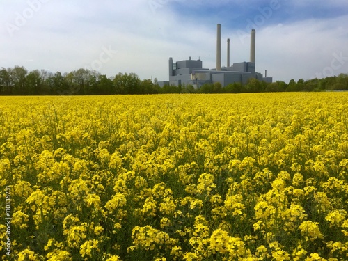 Gelbes Rapsfeld posiert vor Heizkraftwerk