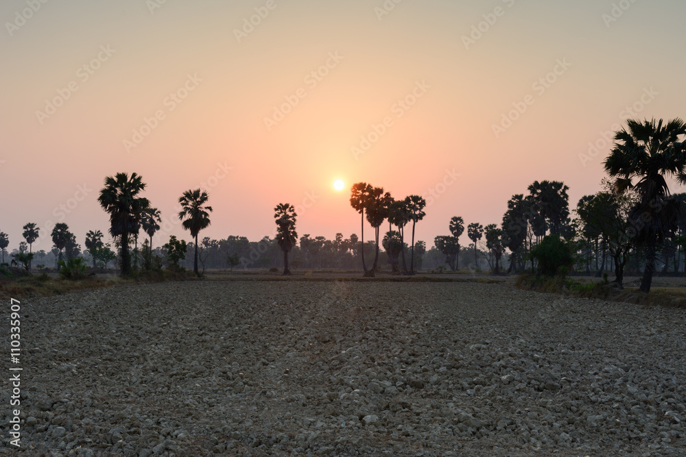 Sugar palm tree in rural scene on sunset time