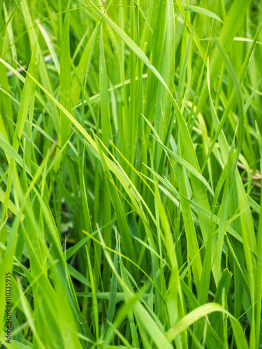 Green grass background/ green grass closeup