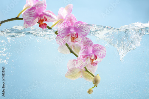 Orchid flowers in water