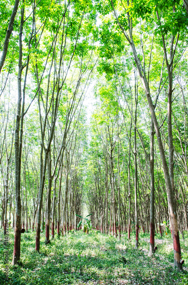 Obraz premium Para rubber tree plantation