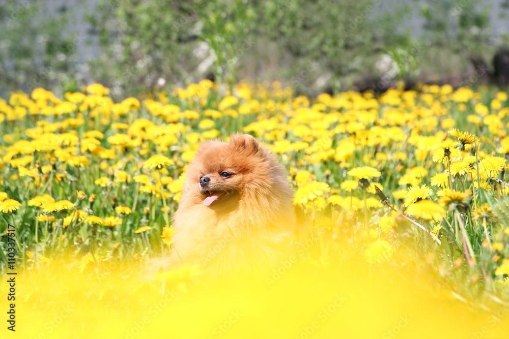 Pomeranian dog in dandelion blowing. Cute, beautiful dog