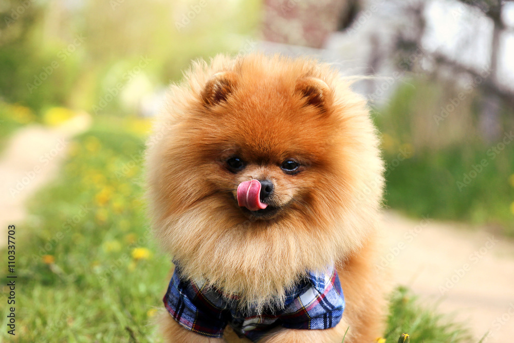 Pomeranian dog on countryside road. Beautiful dog Pomeranian dog on countryside road. Beautiful dog