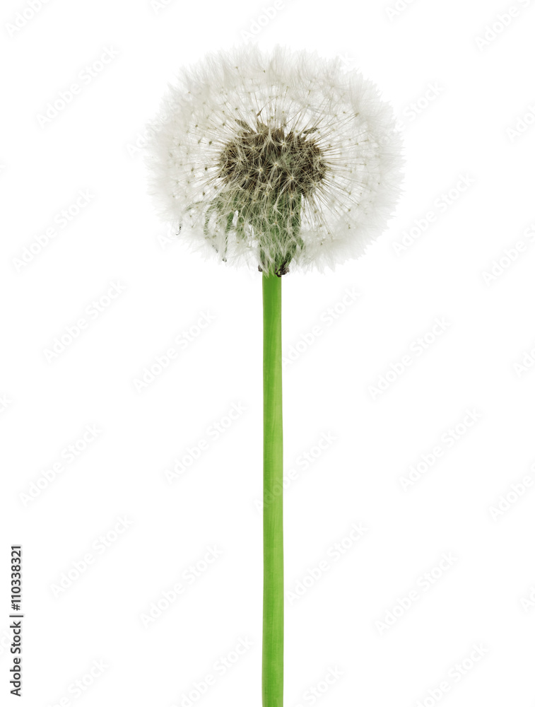 Obraz premium dandelion