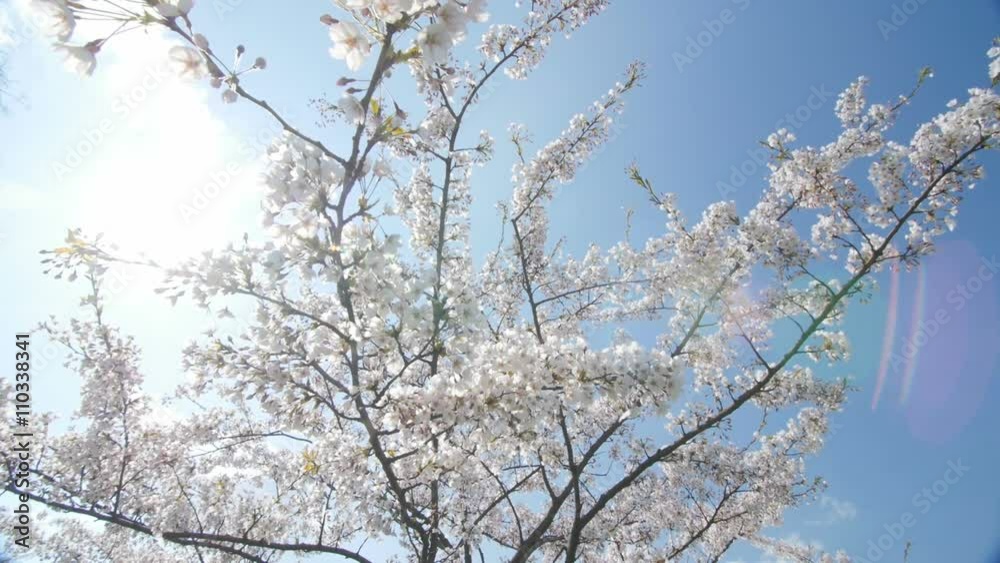Under the cherry blossoms, slow motion, dolly in. Under the cherry blossoms, slow motion, dolly in.