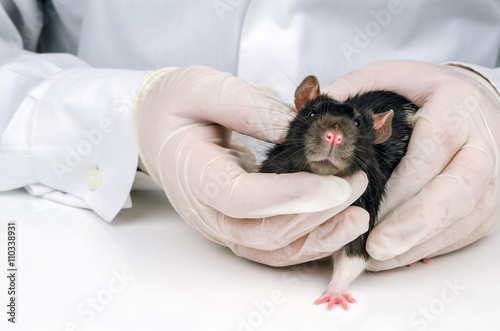 rat 2