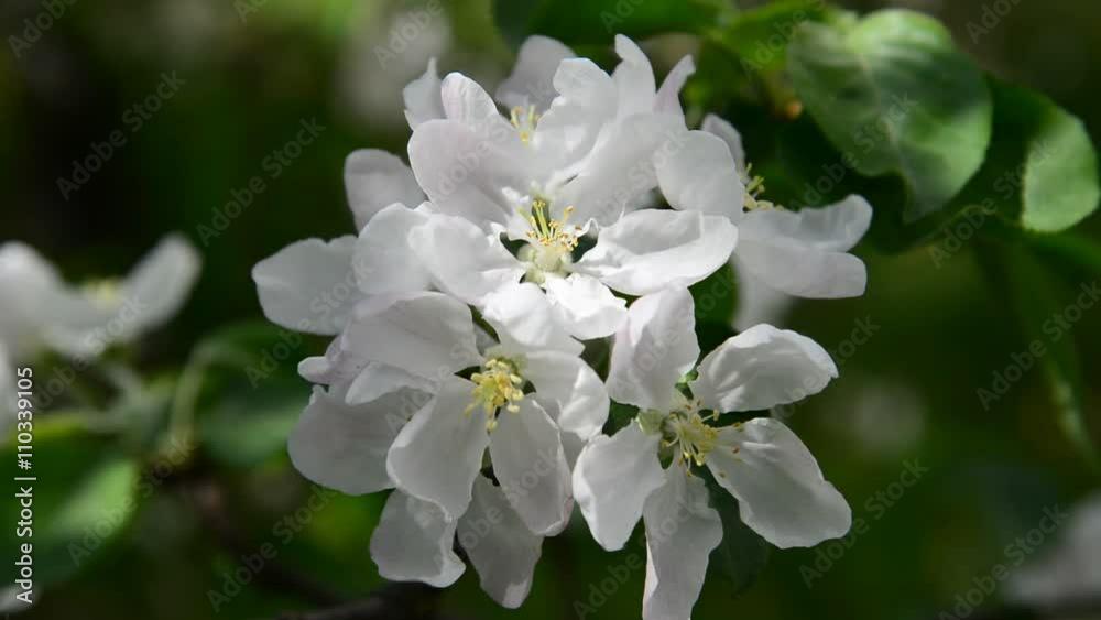 Apple orchard in bloom white flowers Apple orchard in bloom white flowers