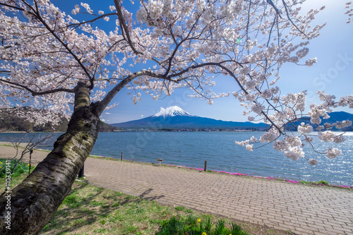 Beautiful view of Fujisan Mountain with cherry blossom in spring, Kawaguchiko lake, Japan