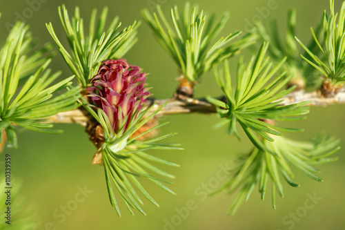 Ovulate cone (strobilus) of larch tree in spring, beginning of May.