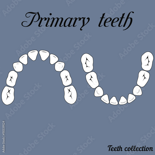Primary teeth Chewing surface