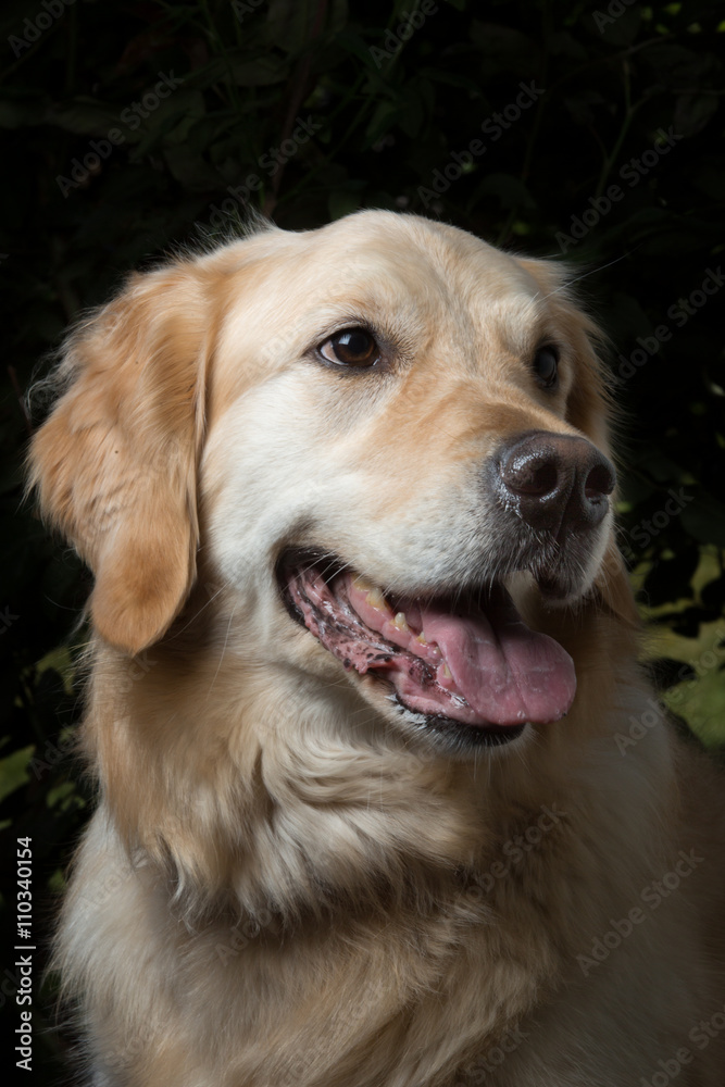 Portrait of a Golden Retriever dog isolated on black background