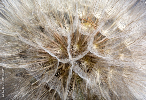 extreme close up of dandelion