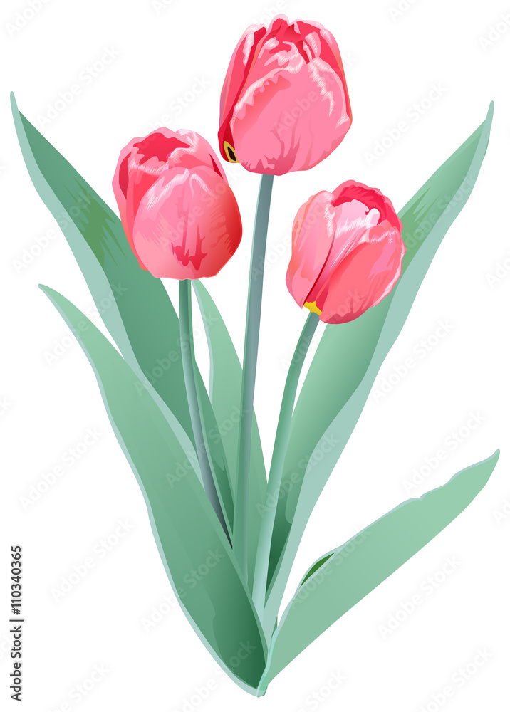 Fototapeta premium Three red tulips. Tulip flower