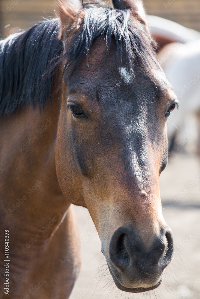 Fototapeta premium Portrait of a horse