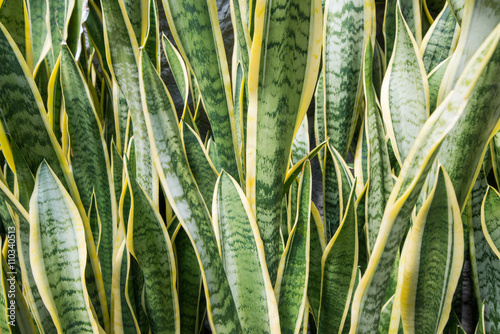 Long and tall green, yellow leaves