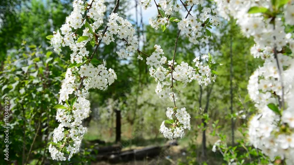 Cherry Orchard abundantly blooming in spring Cherry Orchard abundantly blooming in spring