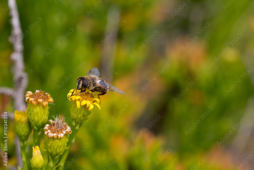 Honey Bee on Yellow Flower, Close Up Macro Honey Bee on Yellow Flower, Close Up Macro