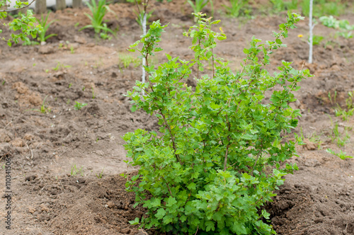 Green gooseberry bush in the garden