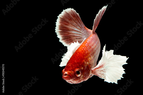 Betta fish, Capture the moving moment of siamese fighting fish