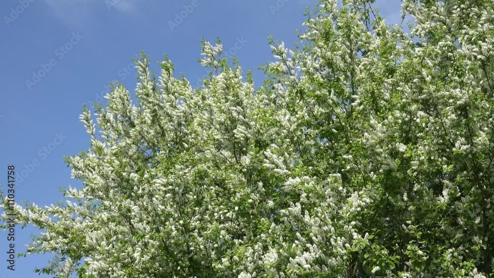 flowering bird cherry tree in the nature flowering bird cherry tree in the nature