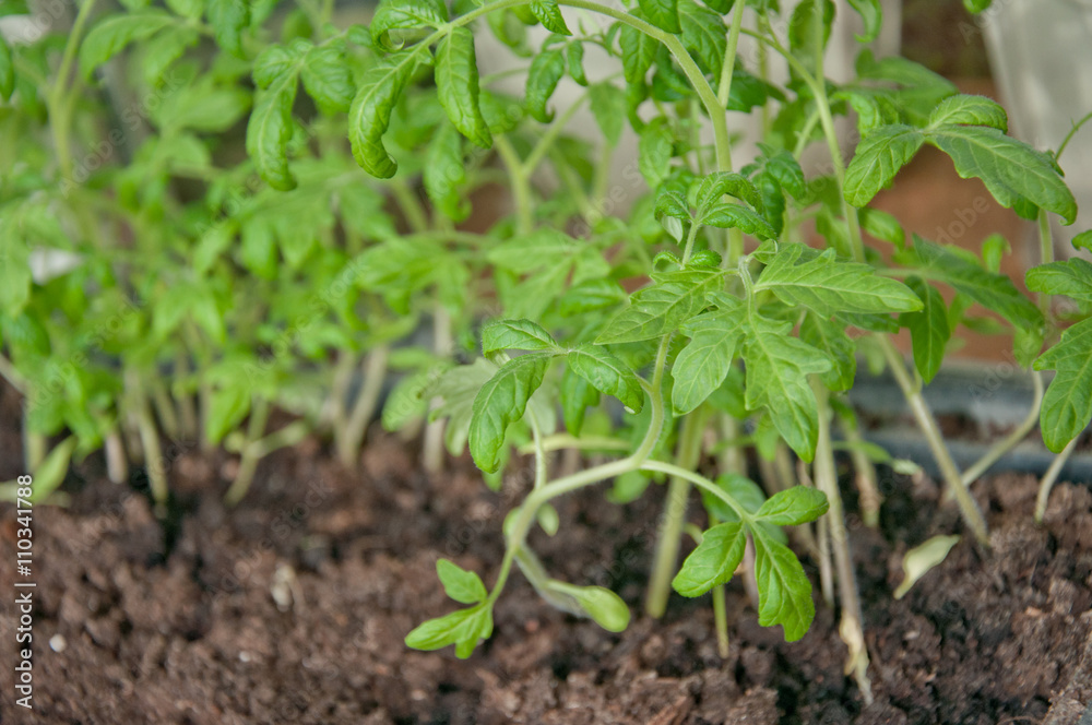 Gentle green tomato seedlings growing in soil Gentle green tomato seedlings growing in soil