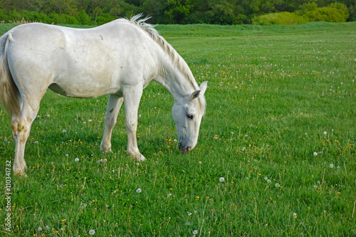 white horse grazes on a green field